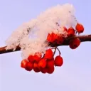 citrusflavouredsnow's profile picture