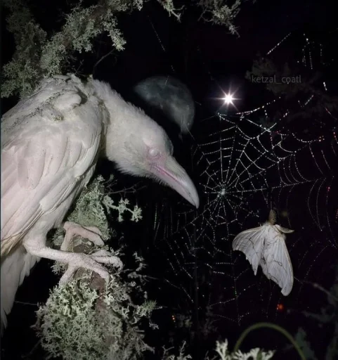 𖤐✰¢rypt!c_p3t4l✰𖤐