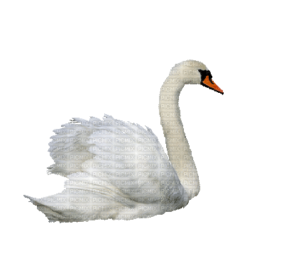 ♡Gloomyswan♡