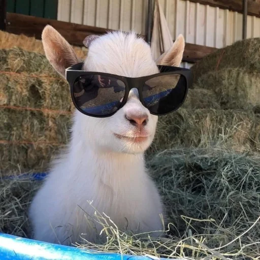 GOAT's profile picture