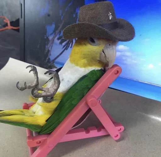 Bird