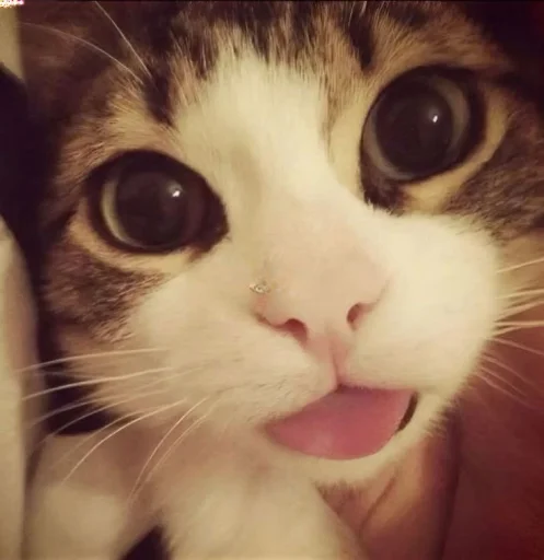 pxxkpxppy's profile picture