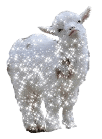 GOAT's profile picture