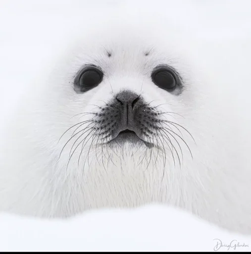 som/seal