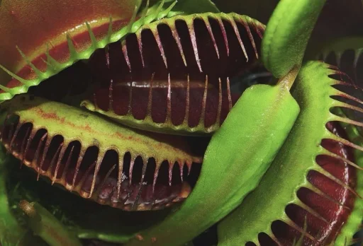 mossypillbug's profile picture