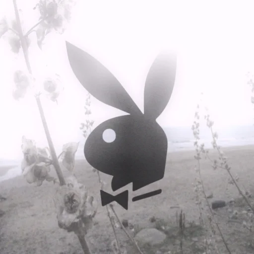 A_boredgayxX's profile picture