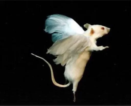 Rata voladoraA's profile picture