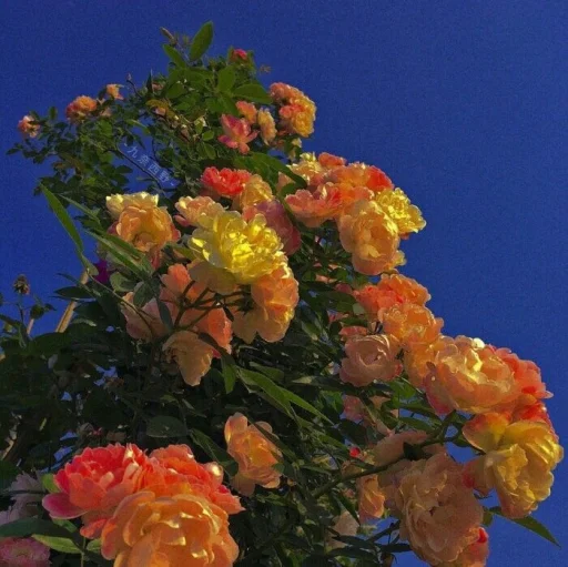sweetycooper's profile picture