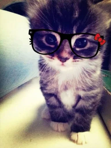 Jaelynnluvskitties's profile picture