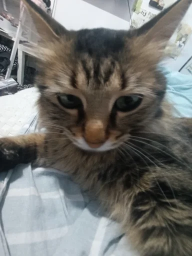 qyoutie's profile picture