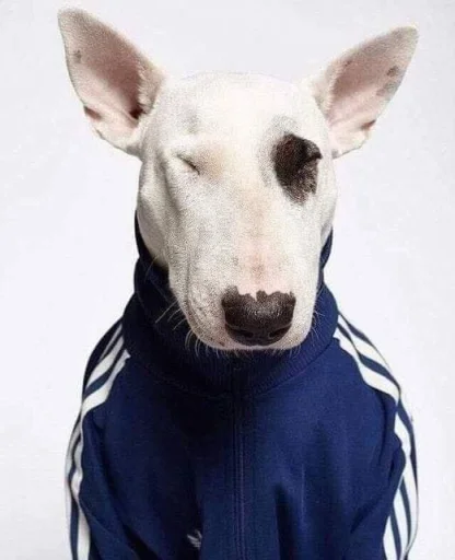 </ShallowBones>'s profile picture