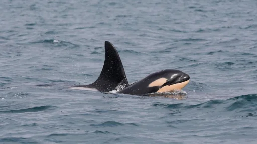 seaoforcas's profile picture