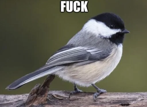 pornogratastrophe's profile picture