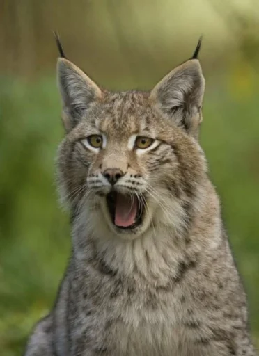 lynxenthusiast's profile picture