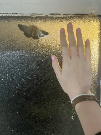 heartshapedsunglasses's profile picture