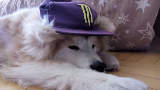 user pfp