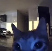 Sempaiiii's profile picture