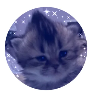 Alexander's profile picture