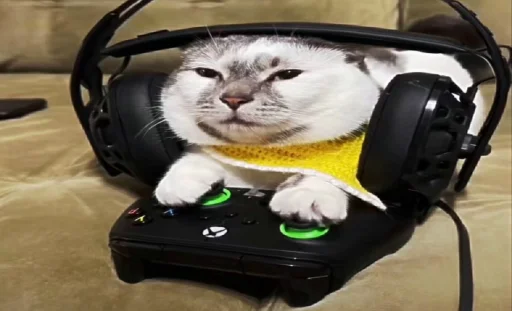 user pfp