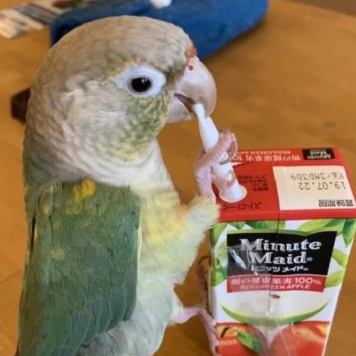Bird's profile picture