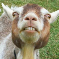 GOAT's profile picture