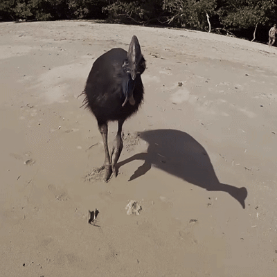 Bird's profile picture