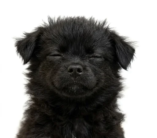 wayne