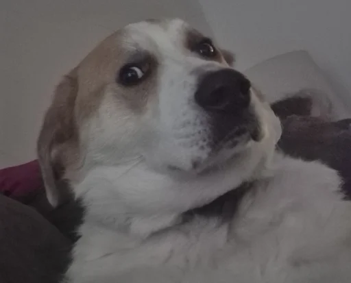 user pfp