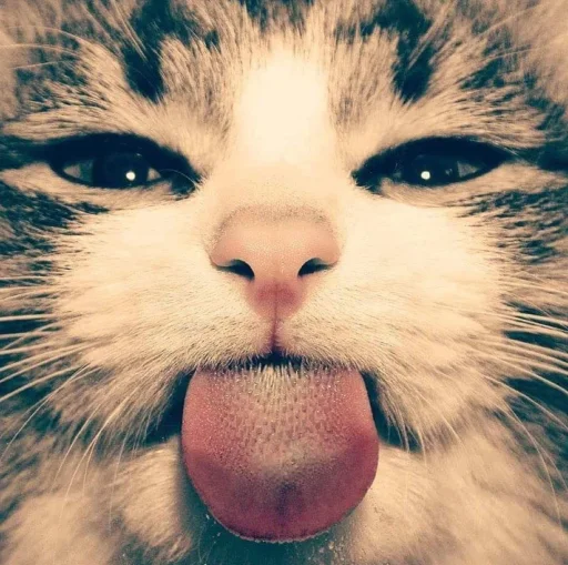 ოαժísօղ<3's profile picture