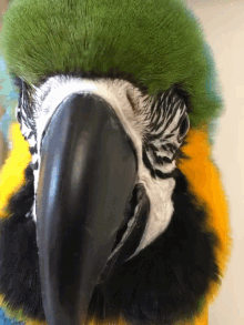 copacabana!'s profile picture