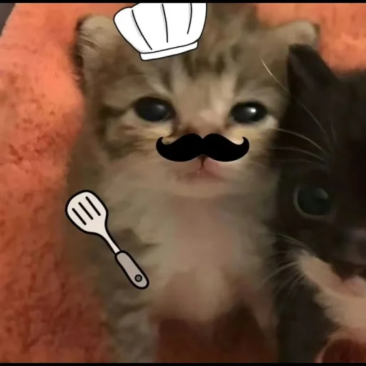 meowblurghh's profile picture