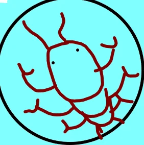 lobster205's profile picture