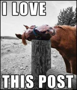 h0rsev1rus's profile picture