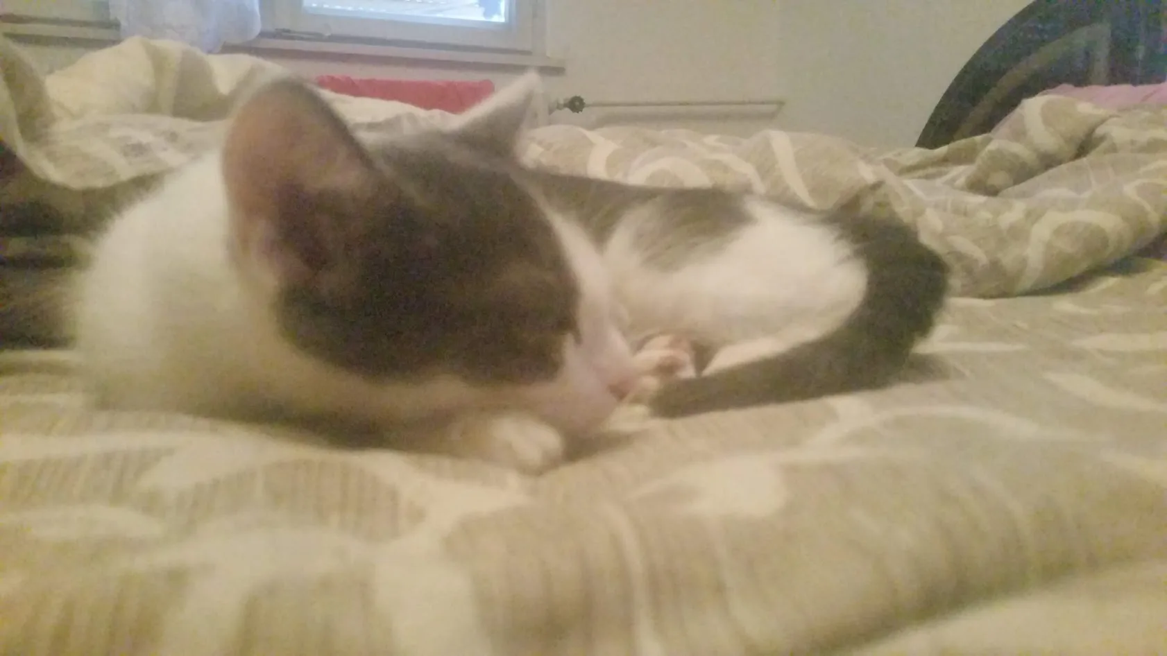 Lena as a tiny kitten