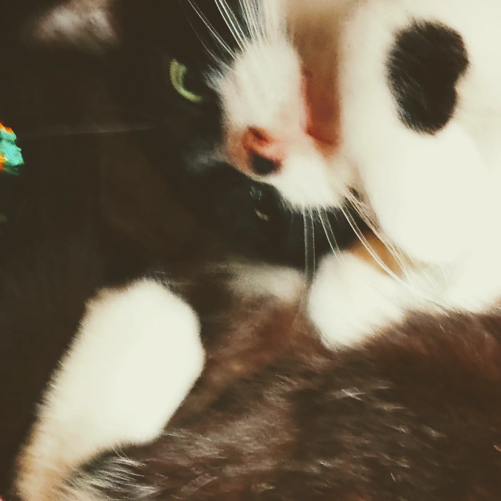 Doom, a black and white tuxedo cat