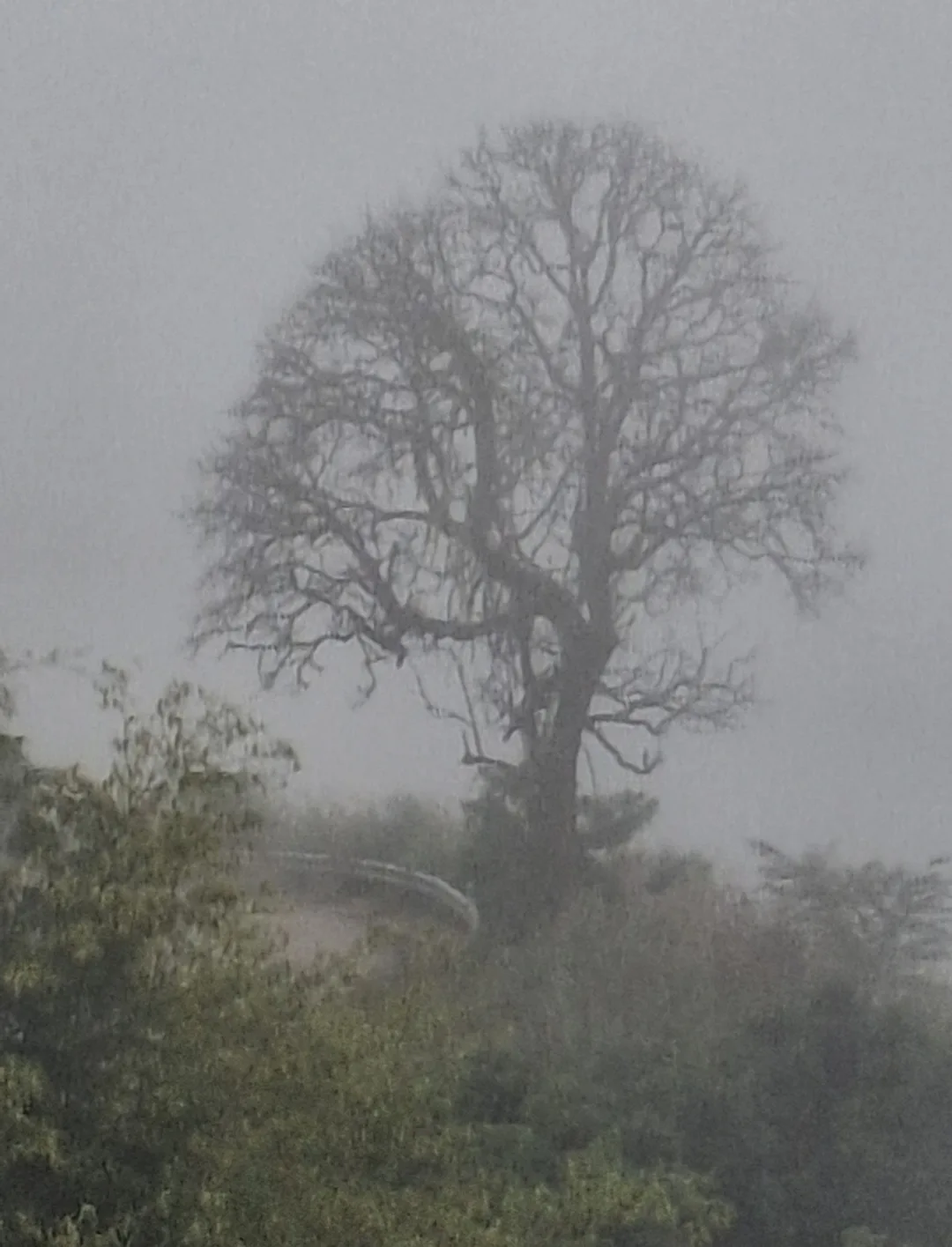 foggy tree while hiking