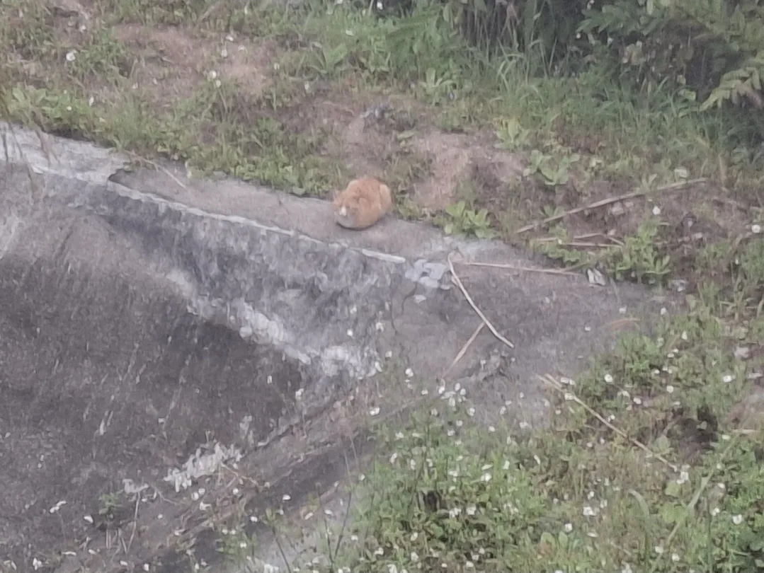 orange cat by a pond