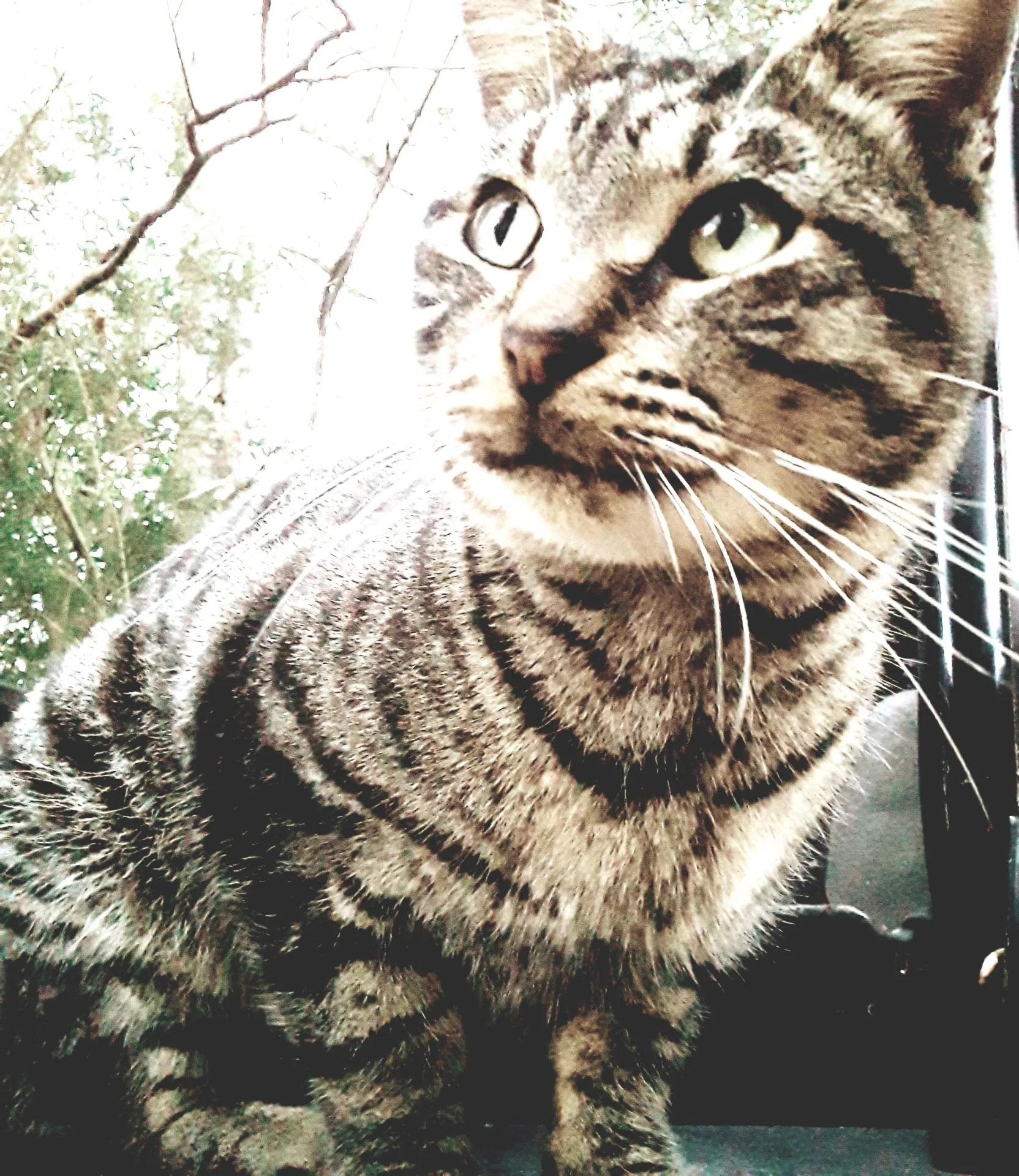 Gomez, a brown tabby