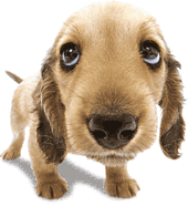 Cute Graphics for Myspace