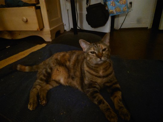 Kittu