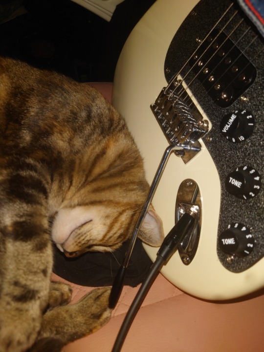 Kitty