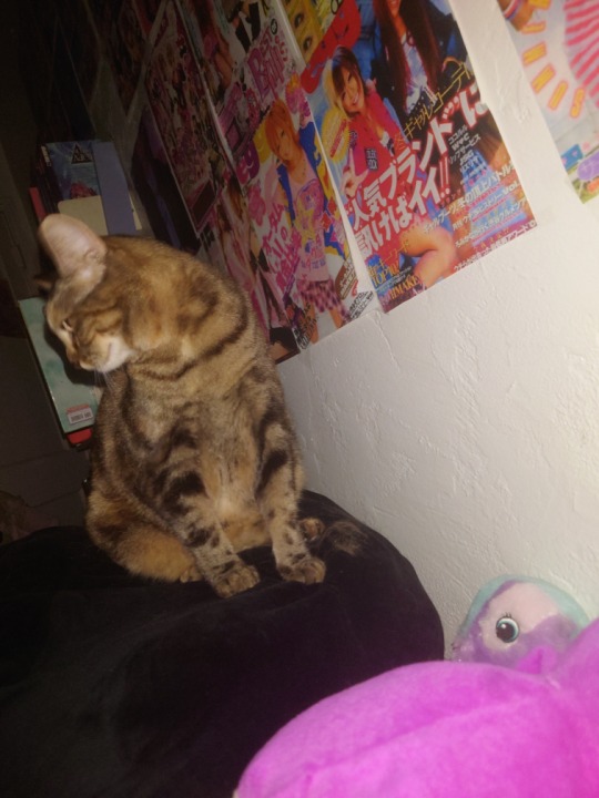 Kitty