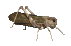 bug gif