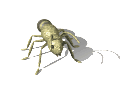bug gif