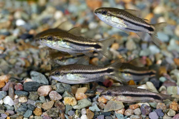 10 Tipos de peces corydoras: Especies y FOTOS