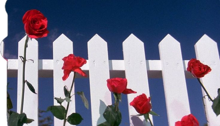 blue velvet