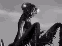 Praying Mantis Gif GIFs | Tenor Praying Mantis Gif GIFs | Tenor