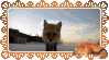 stamp: a fox coming up to the viewer and booping the camera