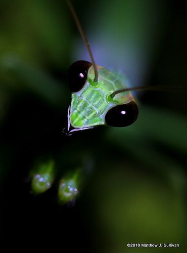 Praying mantis portrait by MattSullivan