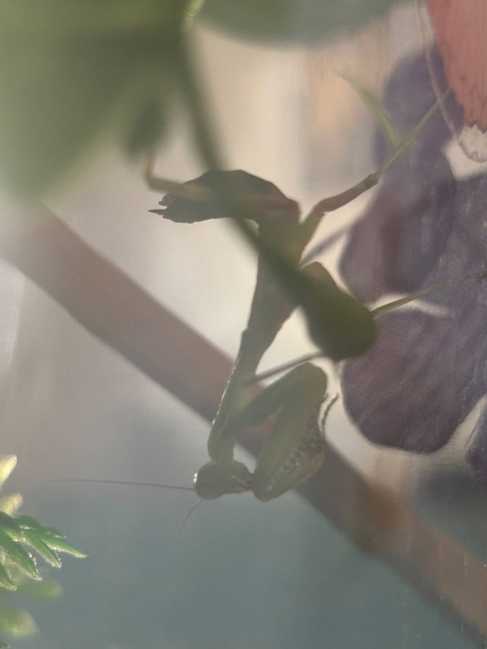 mantis